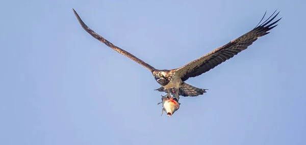 Pandion Haliaetus Golden Eagle Has Caught Fish Its Talons Flies — Stock fotografie