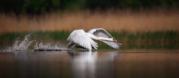 Amazing Swan Trying Take Surface Lake Best Photo — 스톡 사진