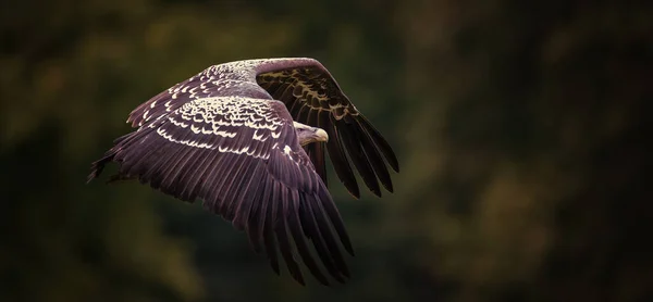 Necrosyrtes Monachus Ele Pousa Caça Sua Comida Melhor Foto — Fotografia de Stock