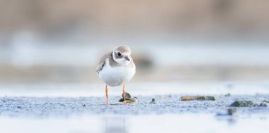 Charadrius hiaticula, doğal yaşam ortamında küçük halkalı yağmurluk, en iyi fotoğraf..