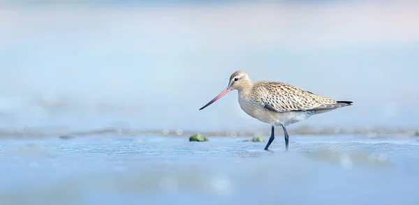 リモサ ラポニカ レッド ラス彼は長い飛行を止め水の中で彼の食べ物を探しています最高の写真 — ストック写真