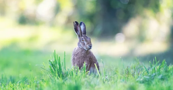兔子坐在草地上 观察周围的环境 这是最好的照片 — 图库照片