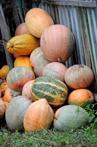 Many pumpkins near the fence Royalty Free Stock Images