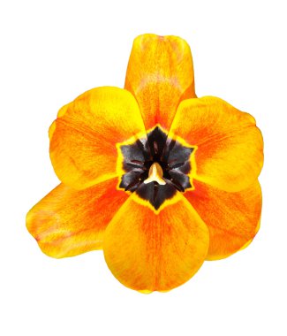 beyaz zemin üzerine düğme laleler