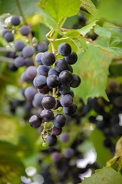 Uvas maduras sobre un fondo de hojas verdes — Foto de Stock