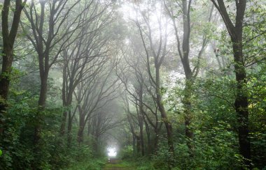 Sisli bir sabahta orman yolu. Bir kış günü yapraksız ağaçlar.