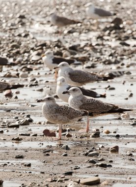 Sahilde bir grup martı.