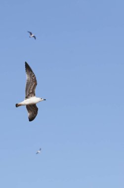 Mavi gökyüzü arkaplanlı martılar uçuyor