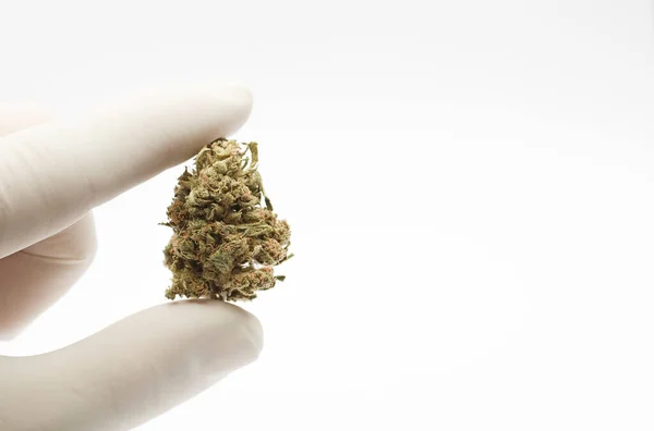 Marijuana Cogollo Mãos Profissional Com Luvas Laboratório Com Fundo Branco — Fotografia de Stock