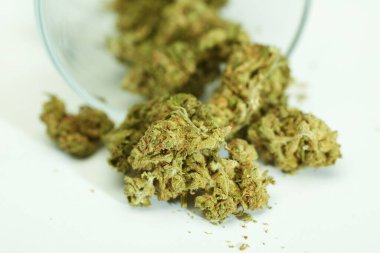 Beyaz arka planda cam kaplardan marihuana tomurcukları çıkıyor 