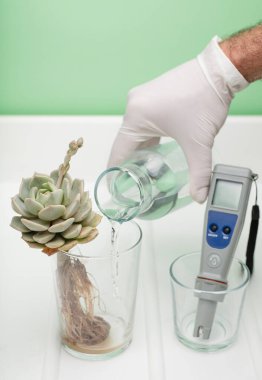 Cam camla görünen kökleri olan bitki, su şişesiyle el suyu ve beyaz ve yeşil arkaplan ile test eden pH..