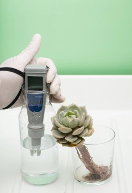 Ellerinde eldiven, bir bardak su ve kökleri beyaz arkaplanda görünen bir bitki var. İçme suyunun özelliklerinin ölçüsü. Suyun sertliği. İçme suyu kalitesi 