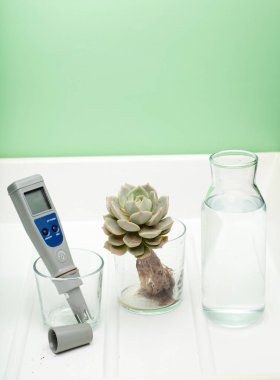 Bir bardak suda pH metre ve kökleri beyaz arka planda olan bir bitki. İçme suyunun özelliklerinin ölçüsü. Suyun sertliği. İçme suyu kalitesi. Yeşil arka plan.