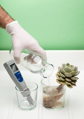 Su şişeli el, cam camlı kökleri olan bitki ve beyaz ve yeşil arka planlı test edici pH.