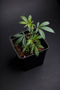 Marihuana bitkisi siyah tencerede, güzel yapraklı, koyu arka planda, manzaralı.
