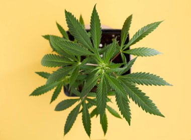 Marihuana yaprakları, sarı arka planda esrar, güzel bir arka plan, kapalı alanda tarım, üst manzara