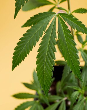 Güzel tek yapraklar marihuana bitkisi kenevir bitkisi büyük ve detaylı sarı arkaplan