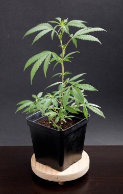 Esrarı yasallaştırmak için siyah izole bir zemin üzerinde esrar bitkisi, duvar kağıdı veya temalı fotoğraf