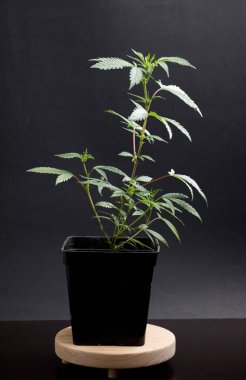 Esrarı yasallaştırmak için siyah izole bir zemin üzerinde esrar bitkisi, duvar kağıdı veya temalı fotoğraf