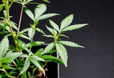 Kenevir taze yeşil yaprakları - Kenevir - koyu siyah arka planda izole. Tıbbi marihuana ekimi. Stüdyo fotoğrafı.