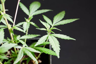 Kenevir taze yeşil yaprakları - Kenevir - koyu siyah arka planda izole. Tıbbi marihuana ekimi. Stüdyo fotoğrafı.