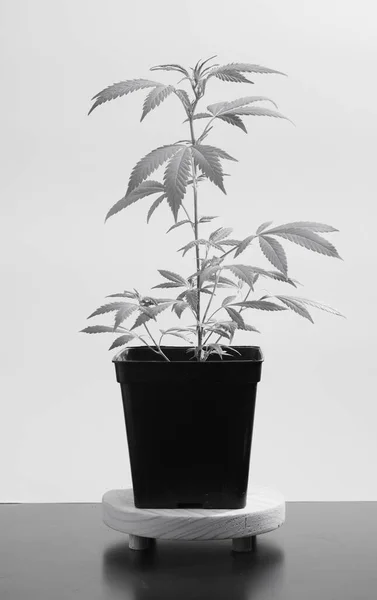 marijuana plant in black pot, black and white studio photography