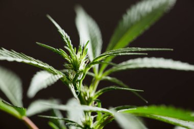 Güzel, genç marihuana bitkisi, çiçeklenmeye başlıyor, geleceğin tomurcukları doğuyor, siyah arkaplan
