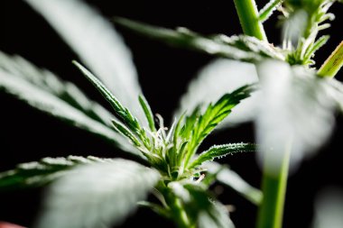 Güzel, genç marihuana bitkisi, çiçeklenmeye başlıyor, geleceğin tomurcukları doğuyor, siyah arkaplan