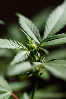 Marihuana çiçek türlerinin makro fotoğrafı (düğün pastası), çiçeklenme başlangıcı, siyah arkaplan