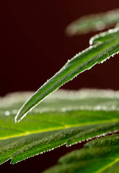 Fantástica Hoja Marihuana Con Fondo Marrón Oscuro Detalles — Foto de Stock