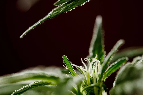 Female marijuana flower calyx pistils, protruding hairs with red-brown background
