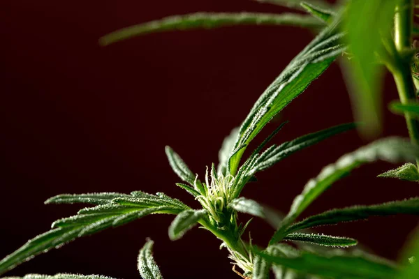 makro marihuana çiçek cephesi büyümesi, lifler ve set detayları, koyu kırmızı arkaplan