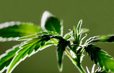 Yeşil arka planı olan muhteşem marihuana çiçeği. 