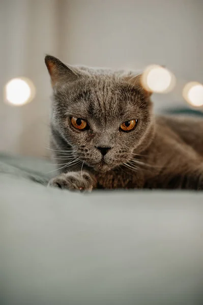 Όμορφη Χαριτωμένη Βελούδινη Γκρι Βρετανική Γάτα Κίτρινα Μάτια Στο Κρεβάτι — Φωτογραφία Αρχείου