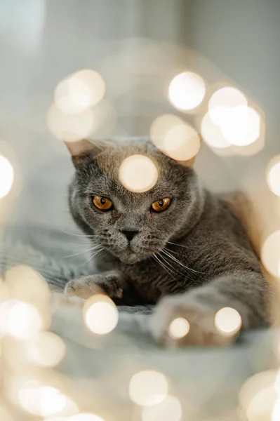 Милий Сірий Британський Кіт Жовтими Очима Ліжку Садах Різдвяних Вогнів — стокове фото