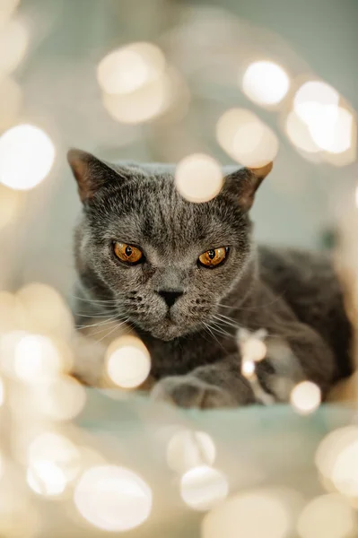 Bonito Bonito Pelúcia Cinza Britânico Gato Com Olhos Amarelos Cama — Fotografia de Stock