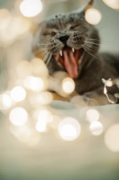 Blurry Divertido Gato Británico Bosteza Las Luces Luces Navidad Animales — Foto de Stock