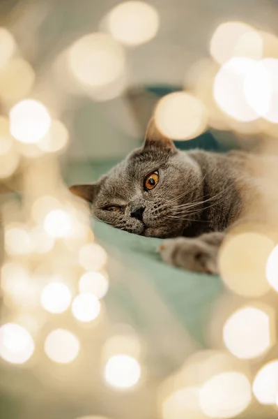 Bonito Bonito Pelúcia Cinza Britânico Gato Com Olhos Amarelos Cama — Fotografia de Stock