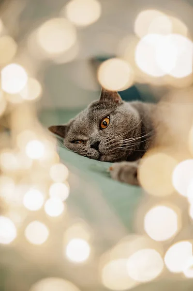 Güzel Şirin Pelüş Gri Ngiliz Kedisi Sarı Gözlü Çelenkli Noel — Stok fotoğraf