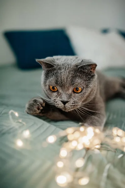 美丽可爱的英国毛茸茸的灰猫 黄色的眼睛在床上 有花环和圣诞灯 过节的动物 装饰一只宠物 选择性重点 — 图库照片