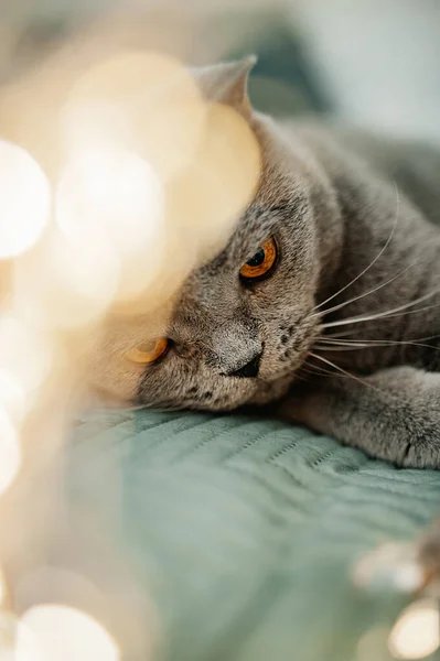 Bonito Bonito Pelúcia Cinza Britânico Gato Com Olhos Amarelos Cama — Fotografia de Stock