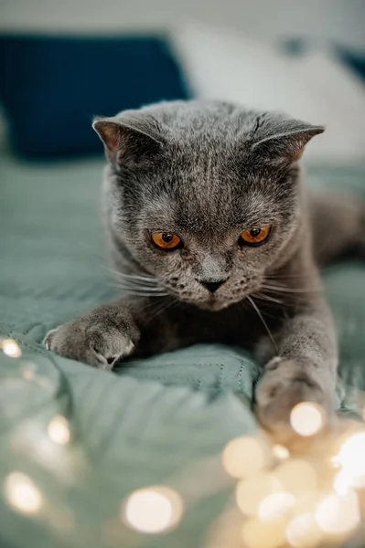 Красивая Симпатичная Плюшевая Серая Британская Кошка Желтыми Глазами Кровати Гирляндах — стоковое фото