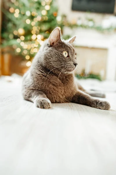 俄罗斯蓝猫的灰色品种靠近圣诞树是有趣的 一只喜庆的猫花园和猫 圣诞树的花瓣 有选择的重点 — 图库照片