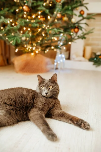 Šedá Kočka Ruského Modrého Plemene Vánočního Stromku Legrační Domácí Mazlíčci — Stock fotografie