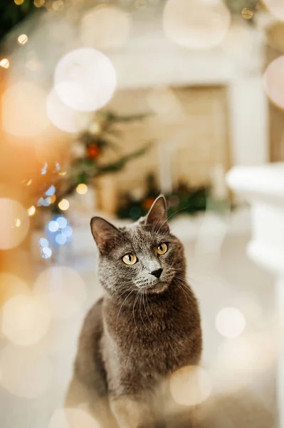 Gato Gris Raza Azul Rusa Cerca Del Árbol Navidad Divertido — Foto de Stock