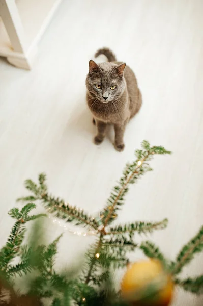 クリスマスツリーの近くのロシアの青い品種の灰色の猫は面白いです ペット お祝いの猫だ ガーランドと猫 クリスマスツリーの害虫 選択的焦点 ストック写真