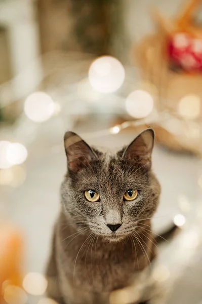 クリスマスツリーの近くのロシアの青い品種の灰色の猫は面白いです ペット お祝いの猫だ ガーランドと猫 クリスマスツリーの害虫 選択的焦点 ロイヤリティフリーのストック画像