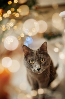 Rus mavi cinsinin gri kedisi Noel ağacının yanında komiktir. Evcil hayvanlar. Neşeli bir kedi. Çelenkler ve kediler. Noel ağacı haşereleri. Seçici odak
