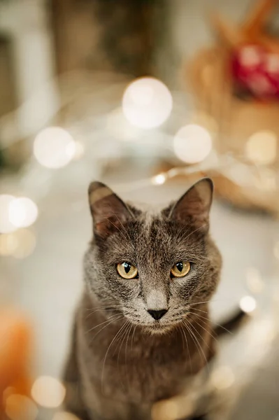 俄罗斯蓝猫的灰色品种靠近圣诞树是有趣的 一只喜庆的猫花园和猫 圣诞树的花瓣 有选择的重点 — 图库照片