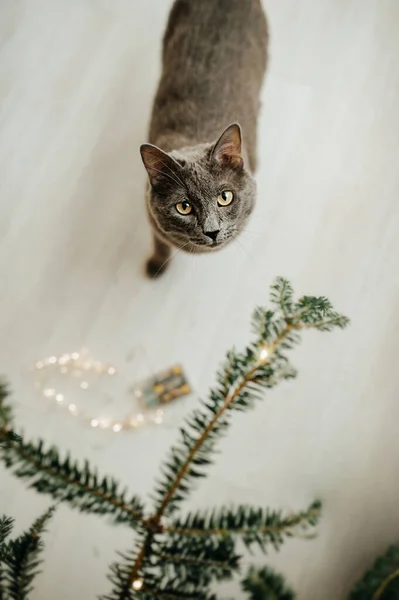 Gato Gris Raza Azul Rusa Cerca Del Árbol Navidad Divertido —  Fotos de Stock